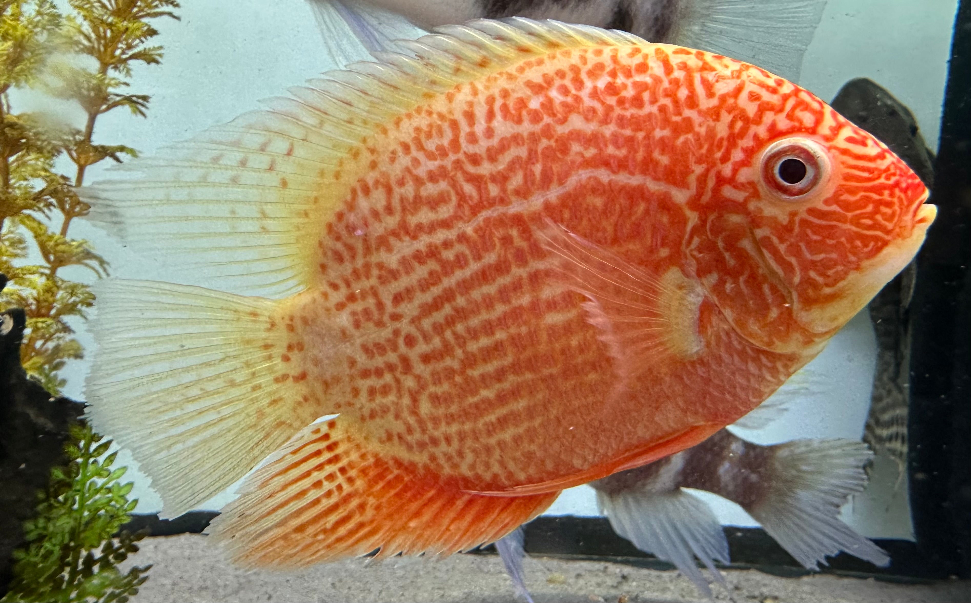 Red Severum (5-5.5”)