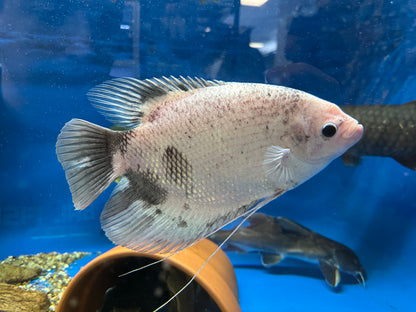 XL Panda Giant Gourami (9-10”)