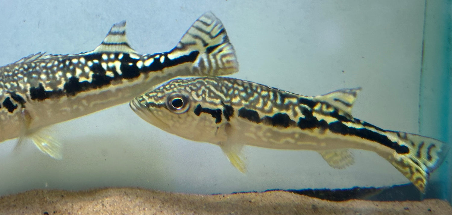 Cobra Snakeskin Peacock Bass (5.5”)