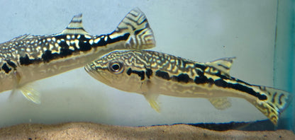 Cobra Snakeskin Peacock Bass (5.5”)