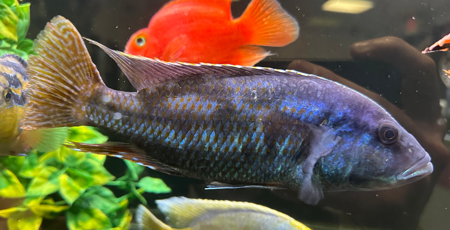 XL Livingstoni African Cichlid (7”+)