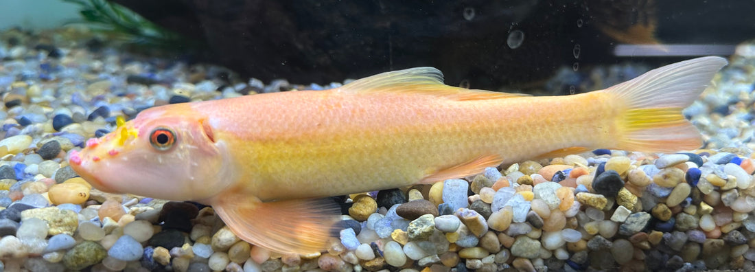 Giant Gold Algae Eater (7-8”)