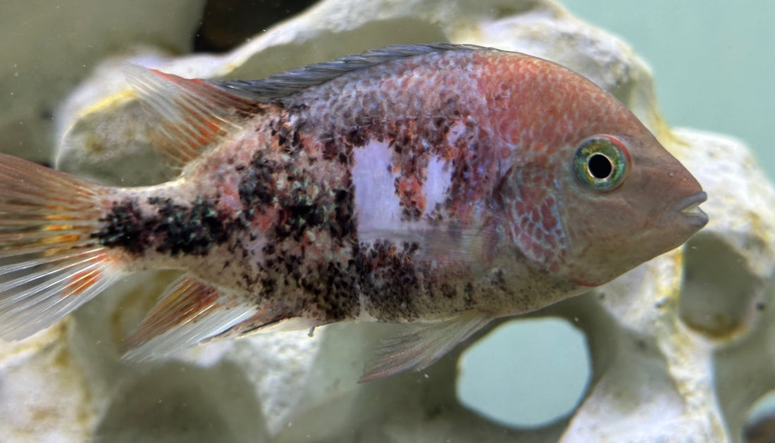 Marble Fenestratus Vieja Cichlid (3.5-4”)