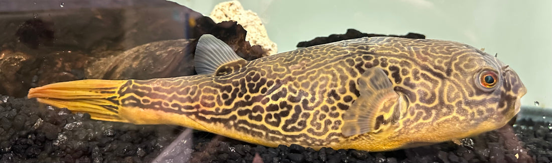 XL MBU Puffer (12”+)