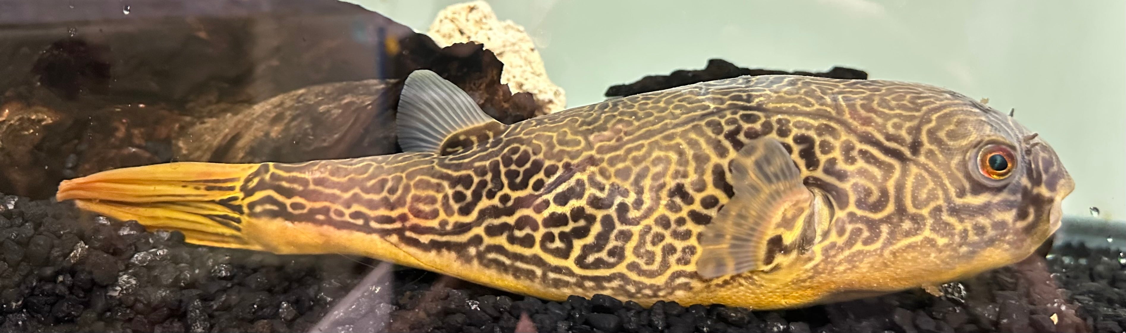 XL MBU Puffer (12”+)