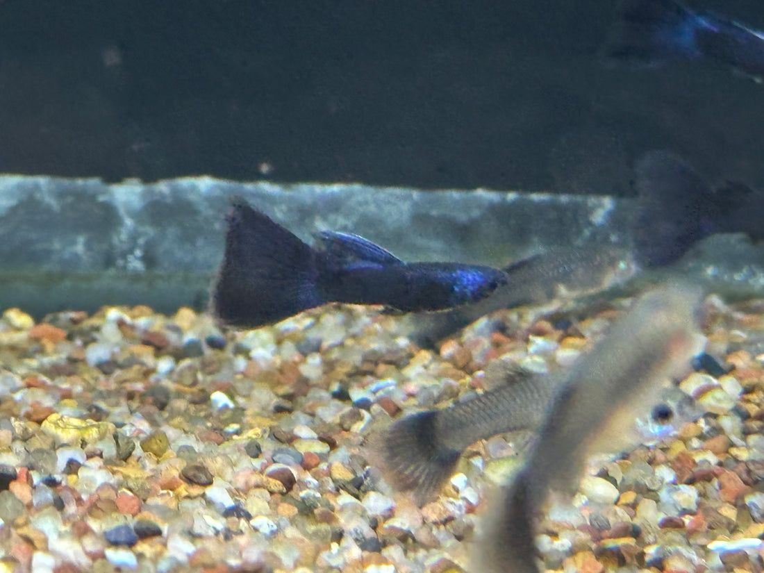 Blue Tazan Guppy Pair (1”)