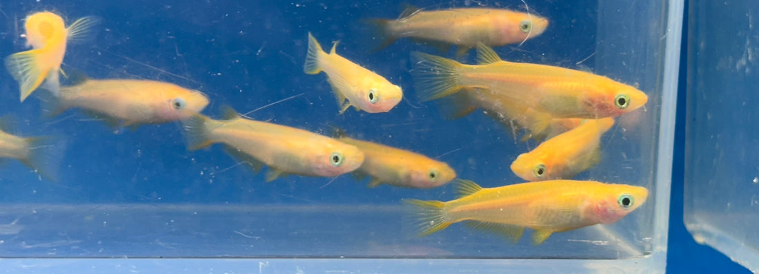 Orange Medaka Rice Fish (1”+)