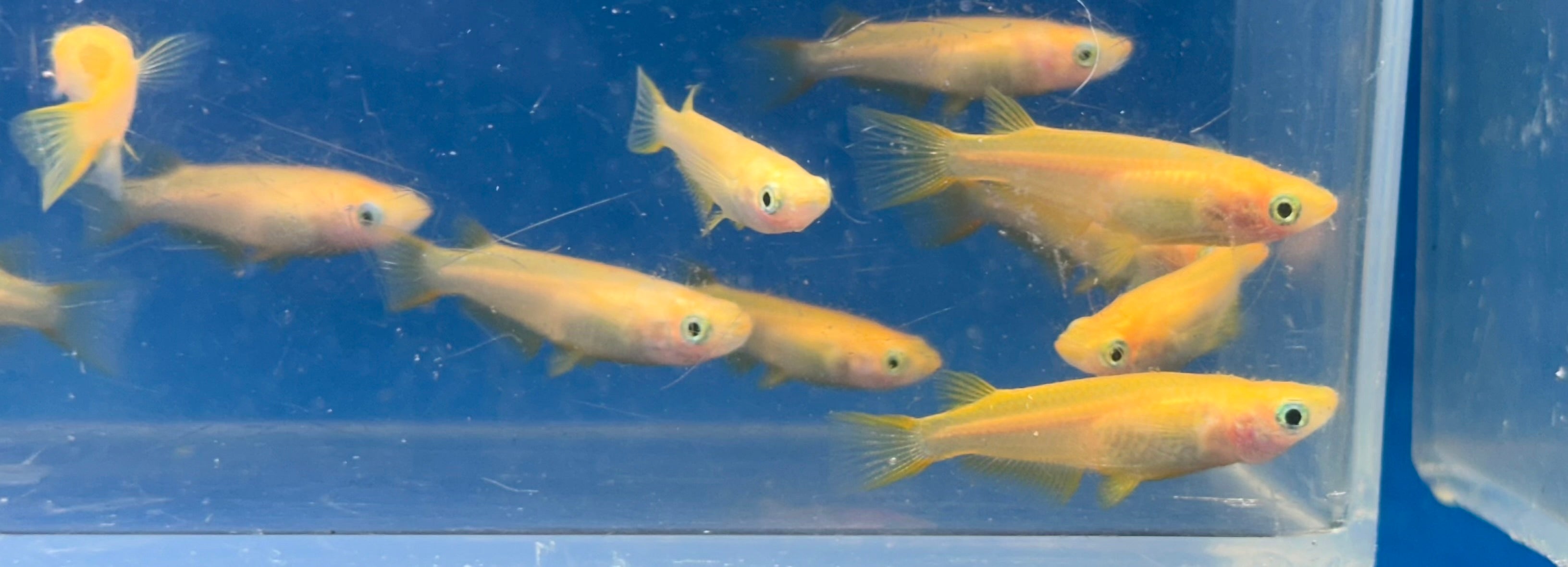 Orange Medaka Rice Fish (1”+)