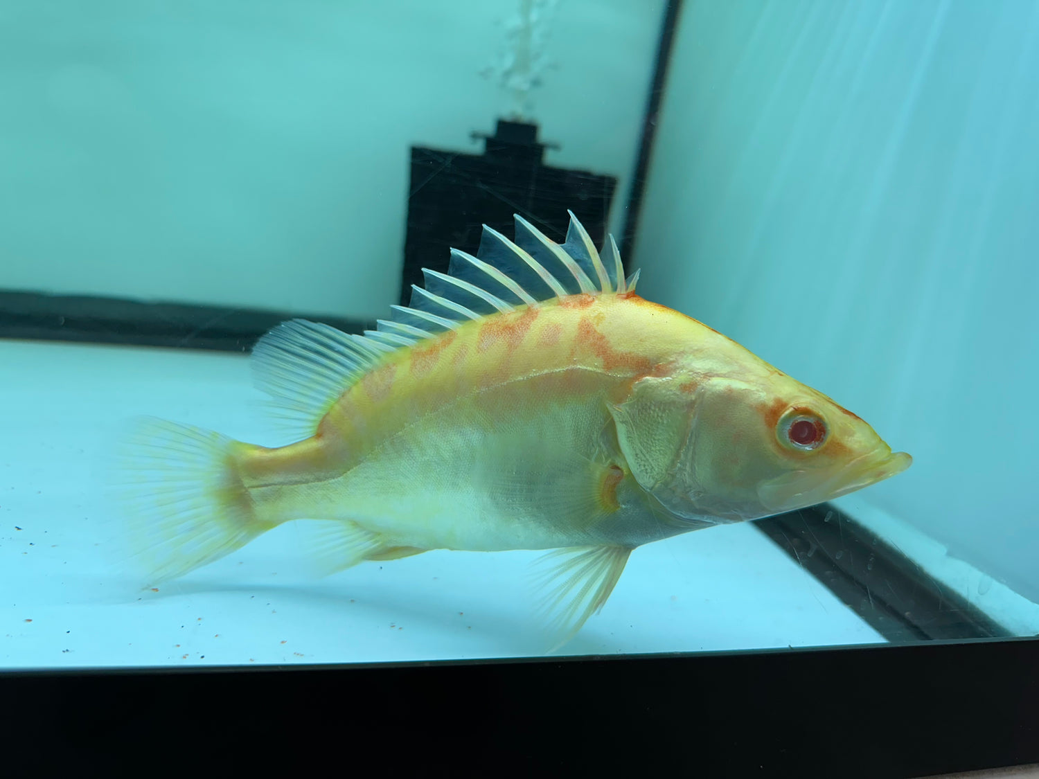 Albino Chinese Perch (6”)