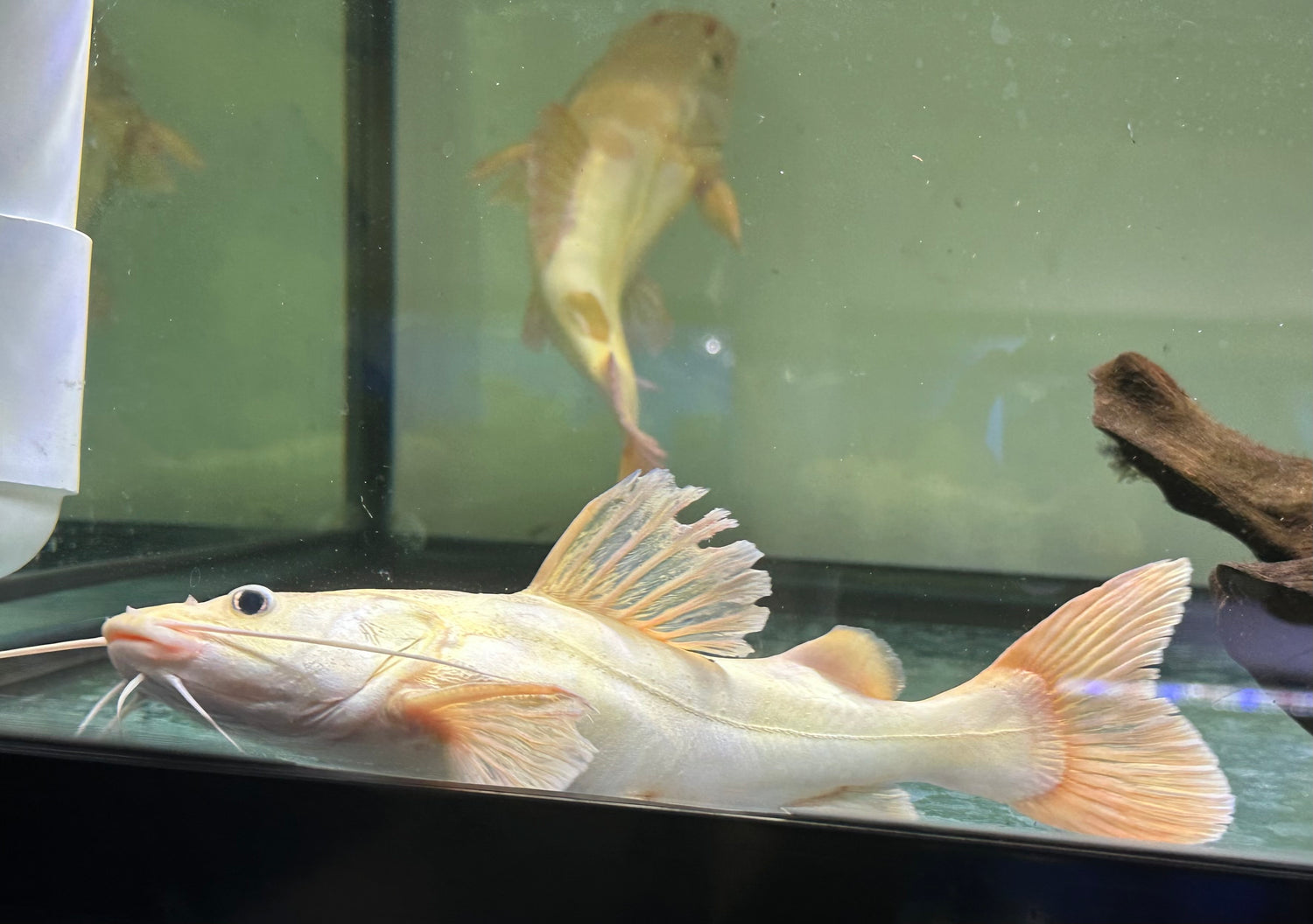 Phantom Redtail Catfish (9-10”)