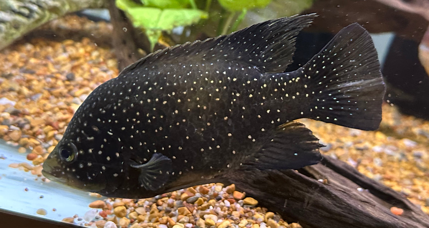 Large Polleni Cichlid (6”)