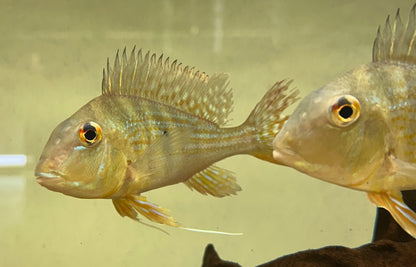 XL Surinamensis Geophagus Cichlid (5”)