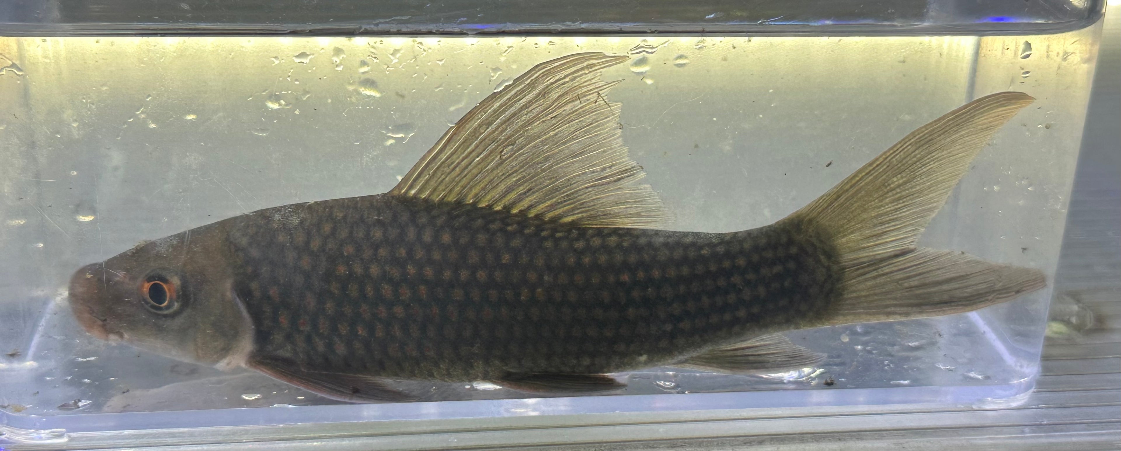 XL Harlequin Shark (5-6”)