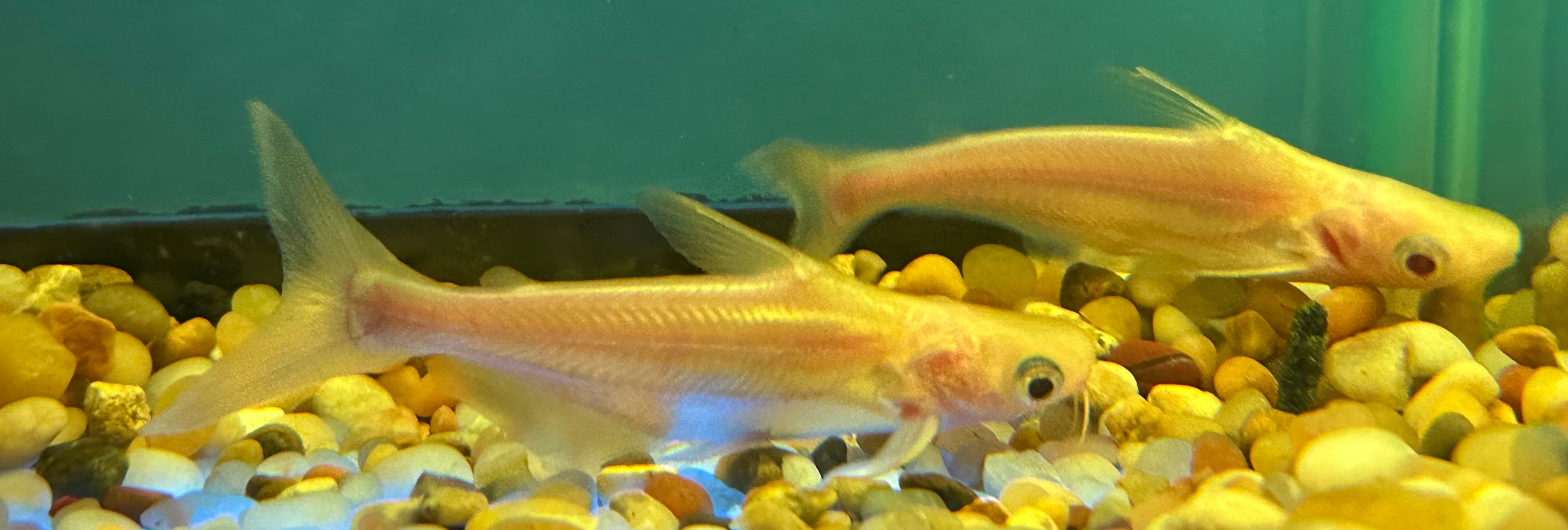 Albino Iridescent Shark (2”)