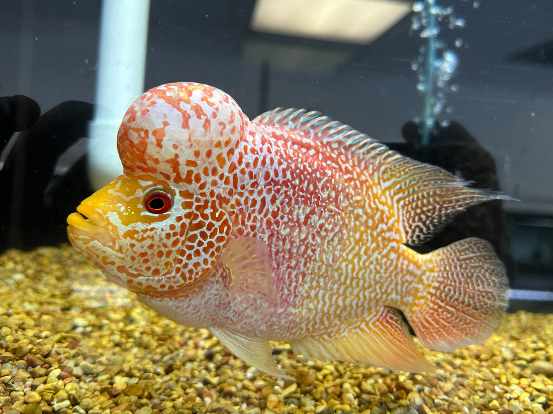 XL Goldenbase Flowerhorn (7”)