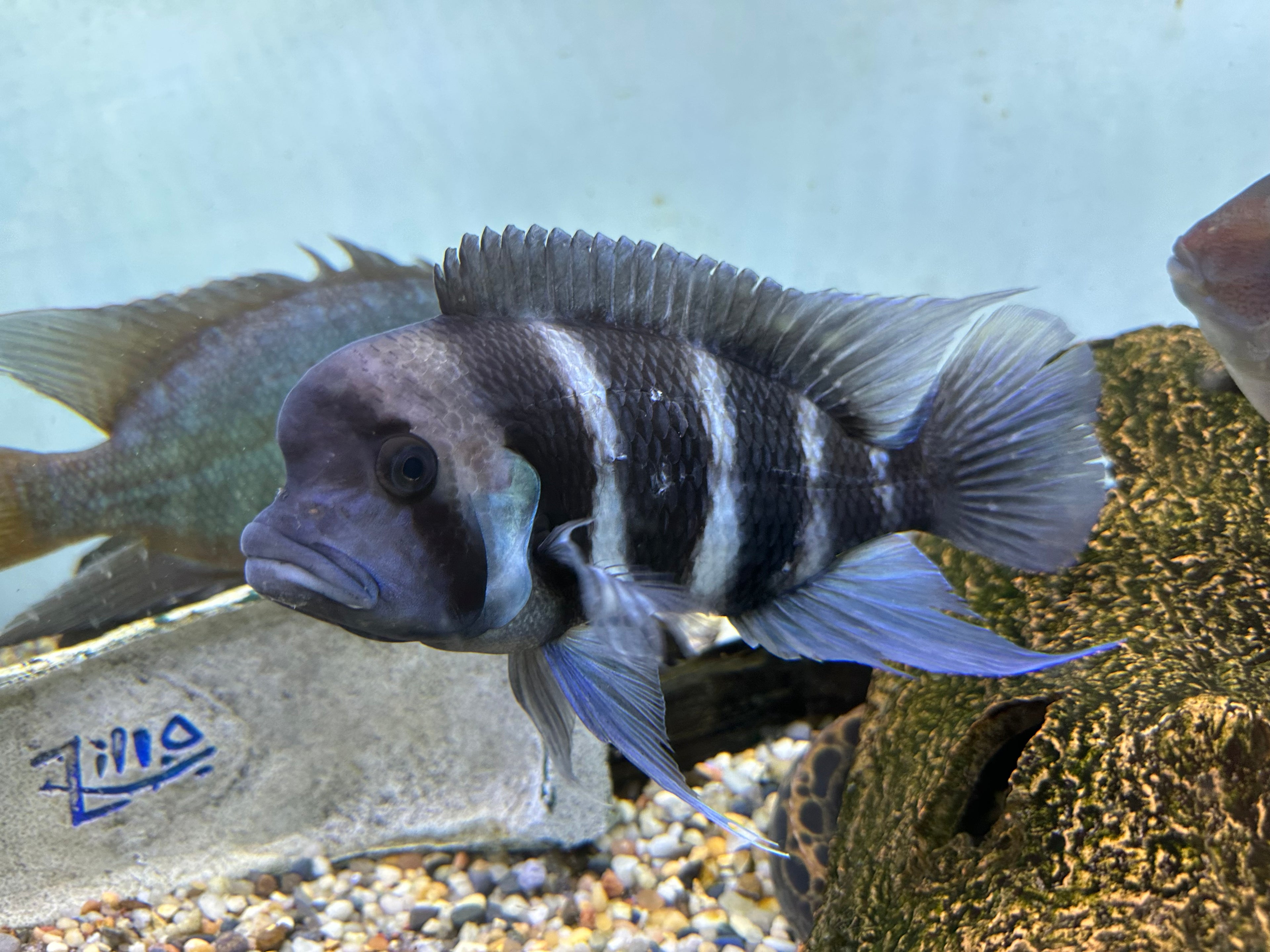 XL Frontosa Cichlid (8”)
