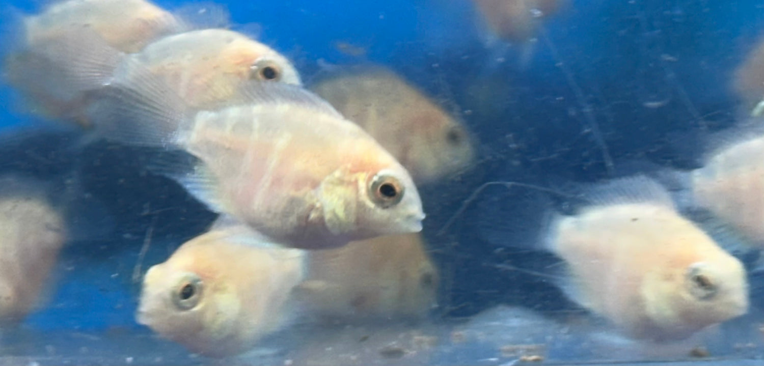 Baby Platinum Polar Parrot (.75-1”)