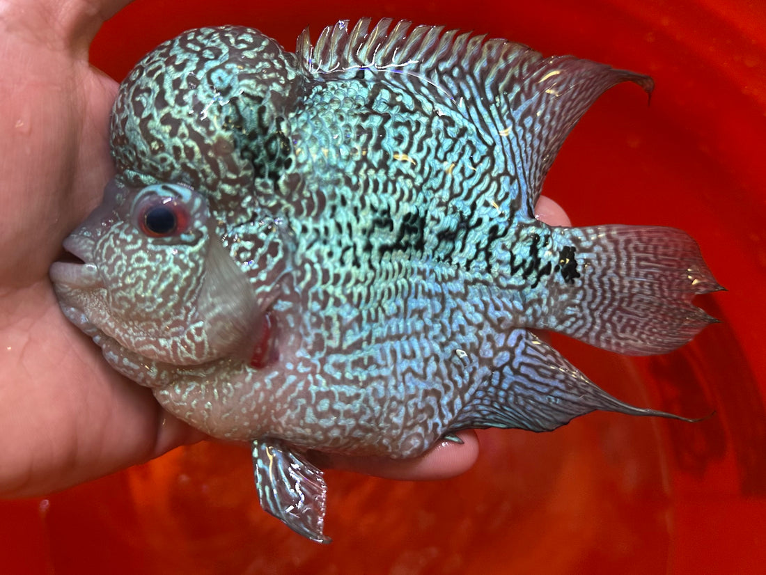 XL Bonsai Flowerhorn (5-5.5”)