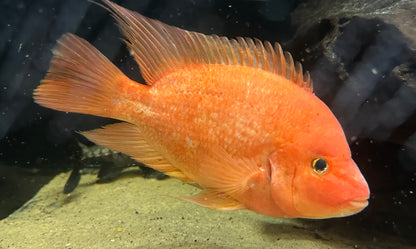 XL Mammon Hybrid Cichlid (9-10”)