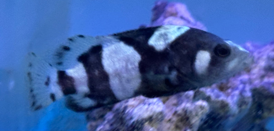 Bumblebee Grouper (2.5”)