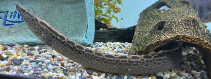 XL Black Spot Spiny Eel (18”+)