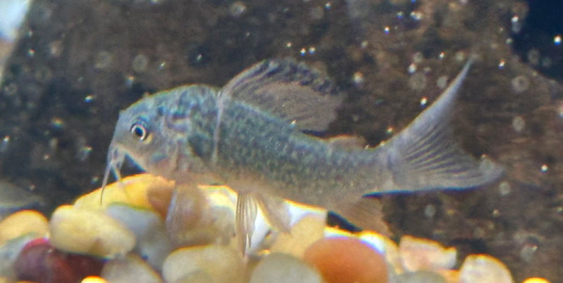 Baby Brochis Corydoras (1.25”)