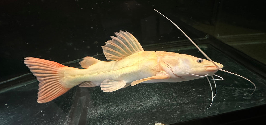 XL Phantom Redtail Catfish (20”)