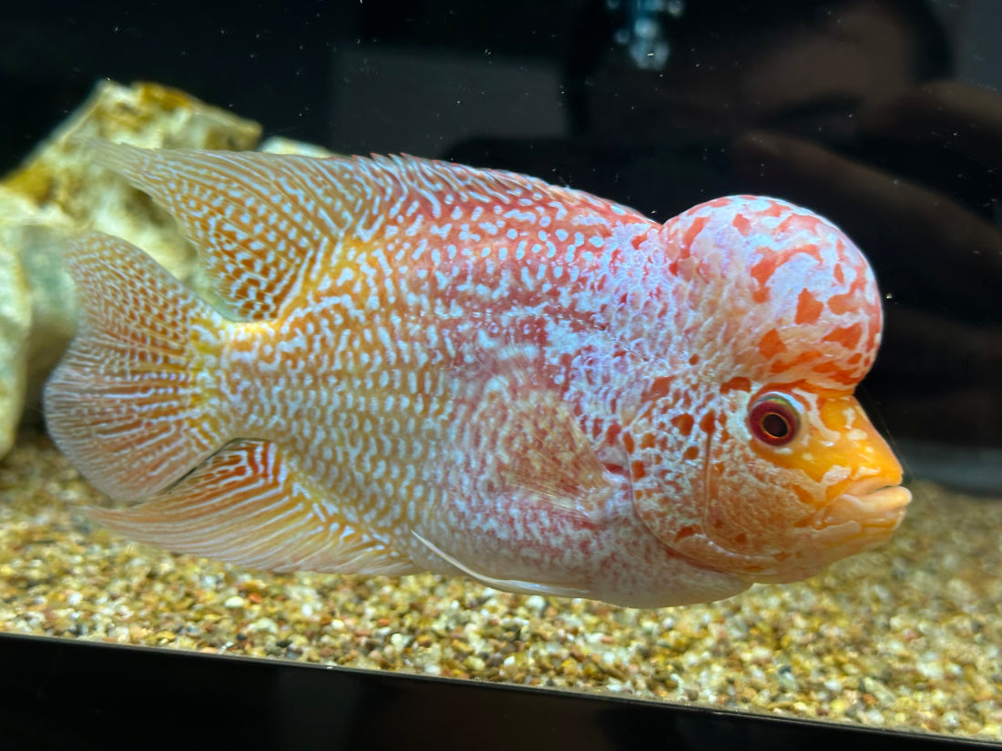 LARGE Goldenbase Flowerhorn (5.5-6”)