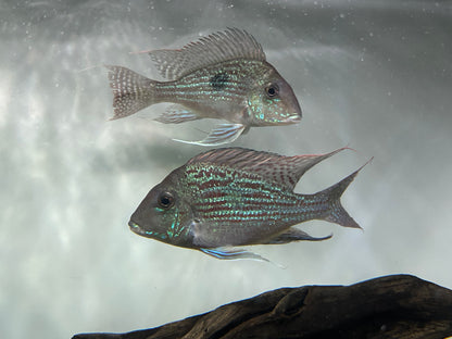 XL Sveni Geophagus Cichlid Breeding Pair (7-8”)