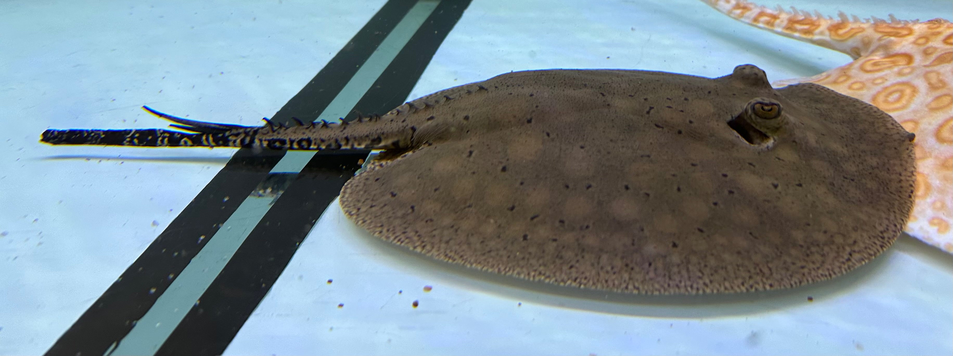 Scobina Stingray (Male 8”)