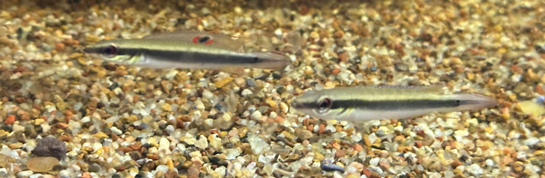 Dwarf Pike Cichlid (2-2.5”)