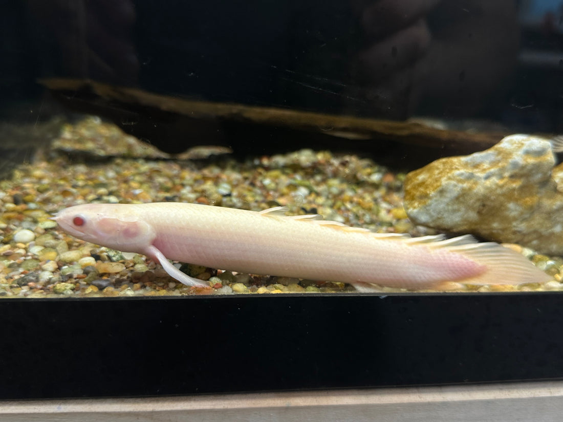 XL Albino Senegal Polypterus (6-7”)