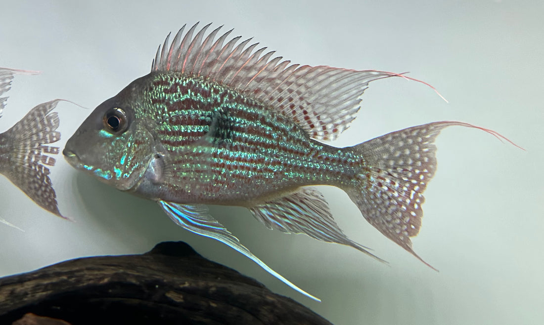 XL Sveni Geophagus Cichlid Breeding Pair (7-8”)