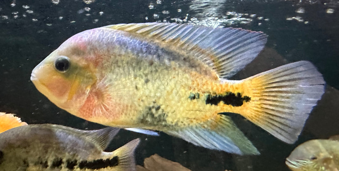 Synspilum Vieja Cichlid (5-6”)