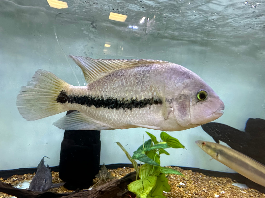 Hybrid Vieja Cichlid (7-8”)