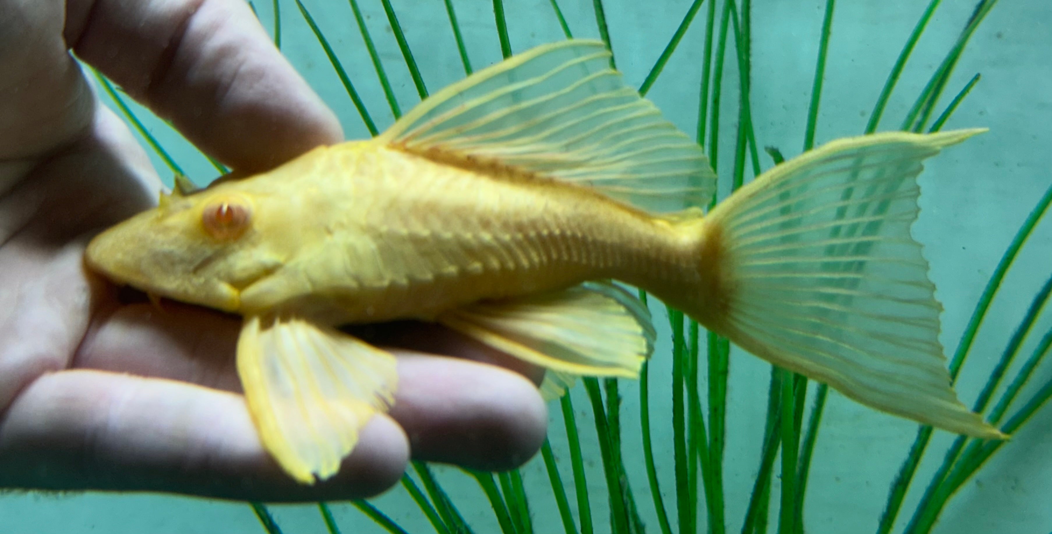 Shortbody Albino Gibbiceps Pleco (5”)
