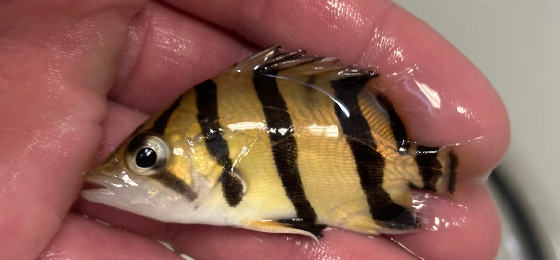 NTT Datnoid (2.5”)
