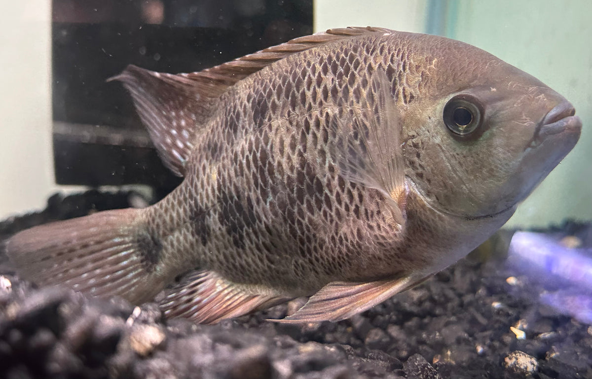 Bocourti Vieja Cichlid (6”)