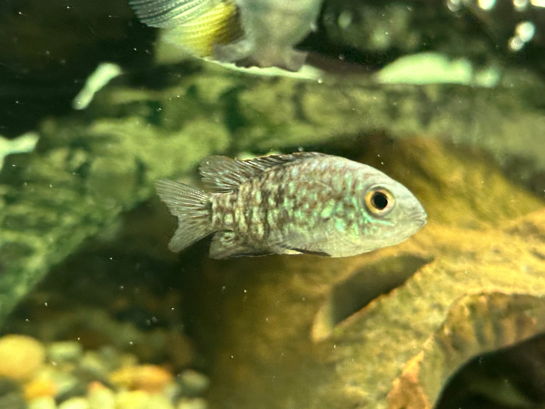 Baby Carpintis Cichlid (1.5-1.75”)