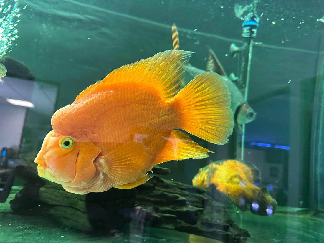 XL Red Parrot (7-8”)