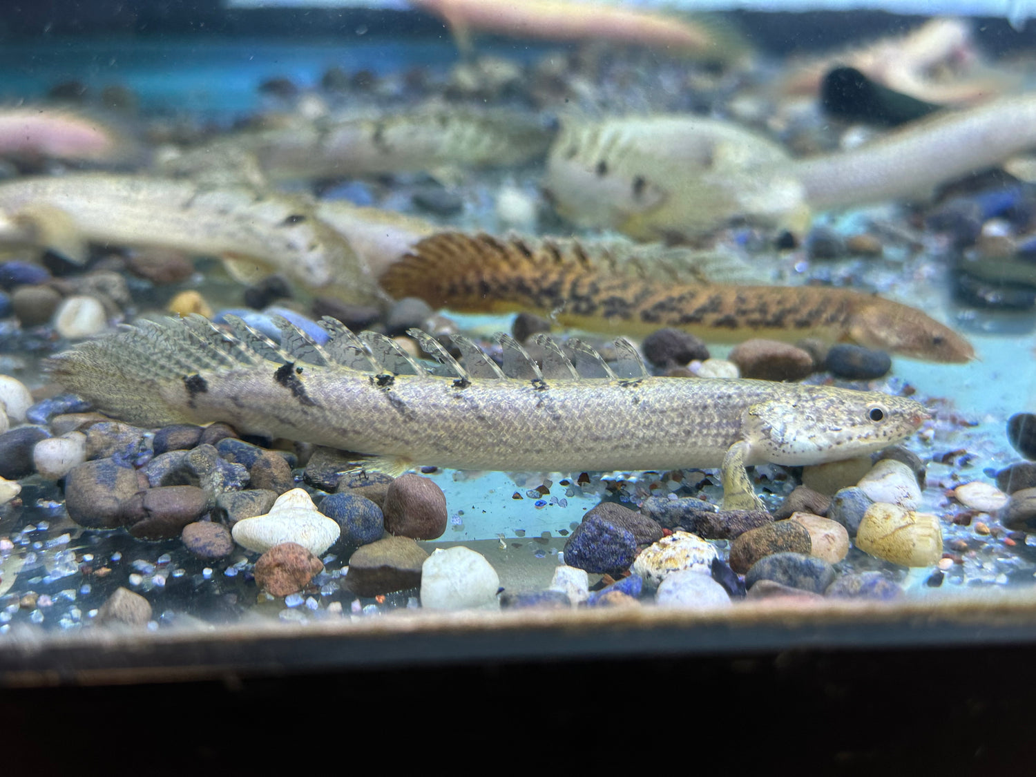Delhezi Polypterus (5-6”)