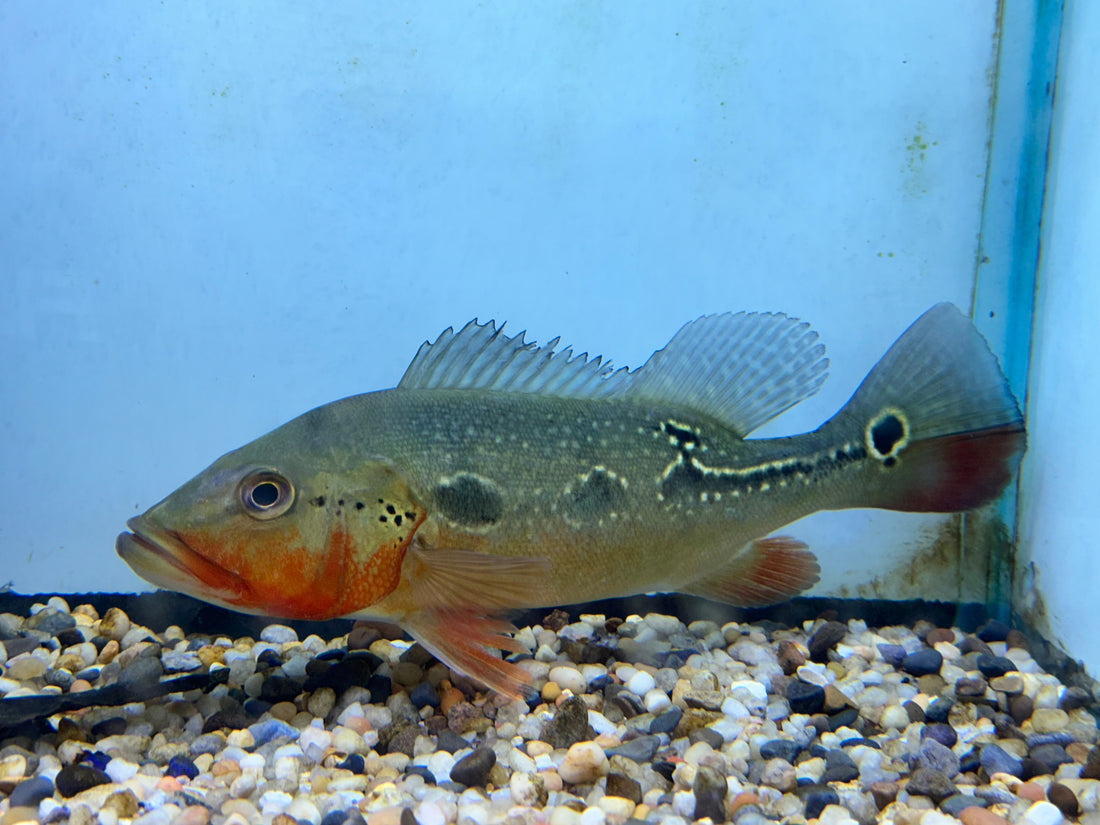 Large Fogo Peacock Bass (8-9”)