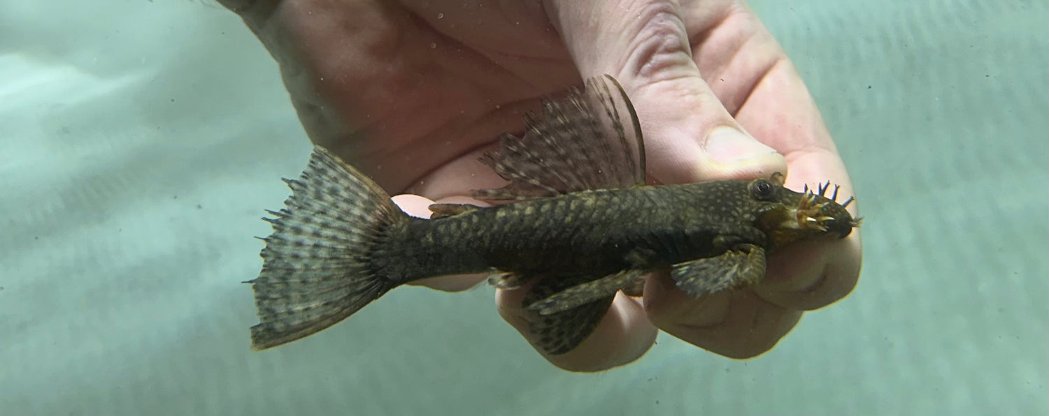 Large Bushynose Pleco (3”+)