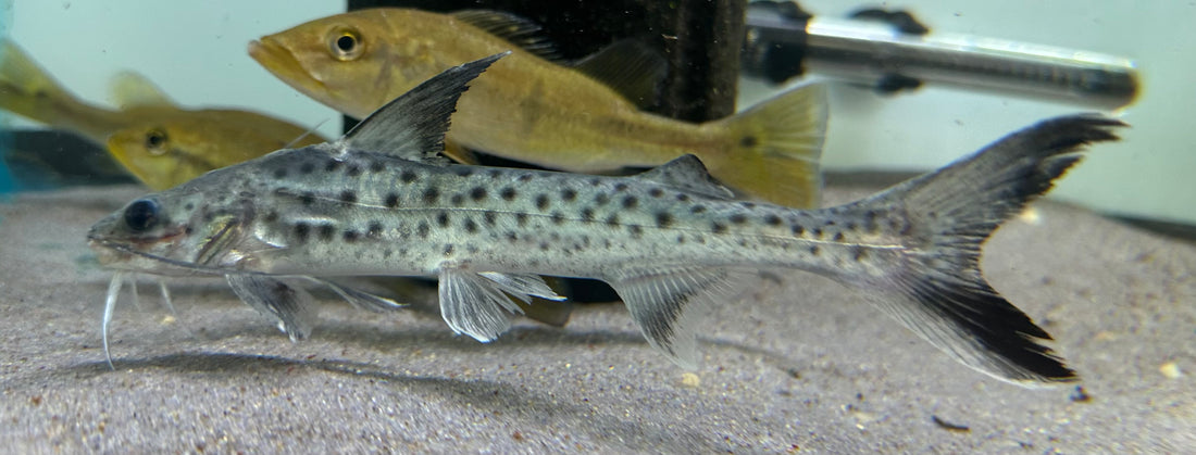 Lince Catfish (6-7”)