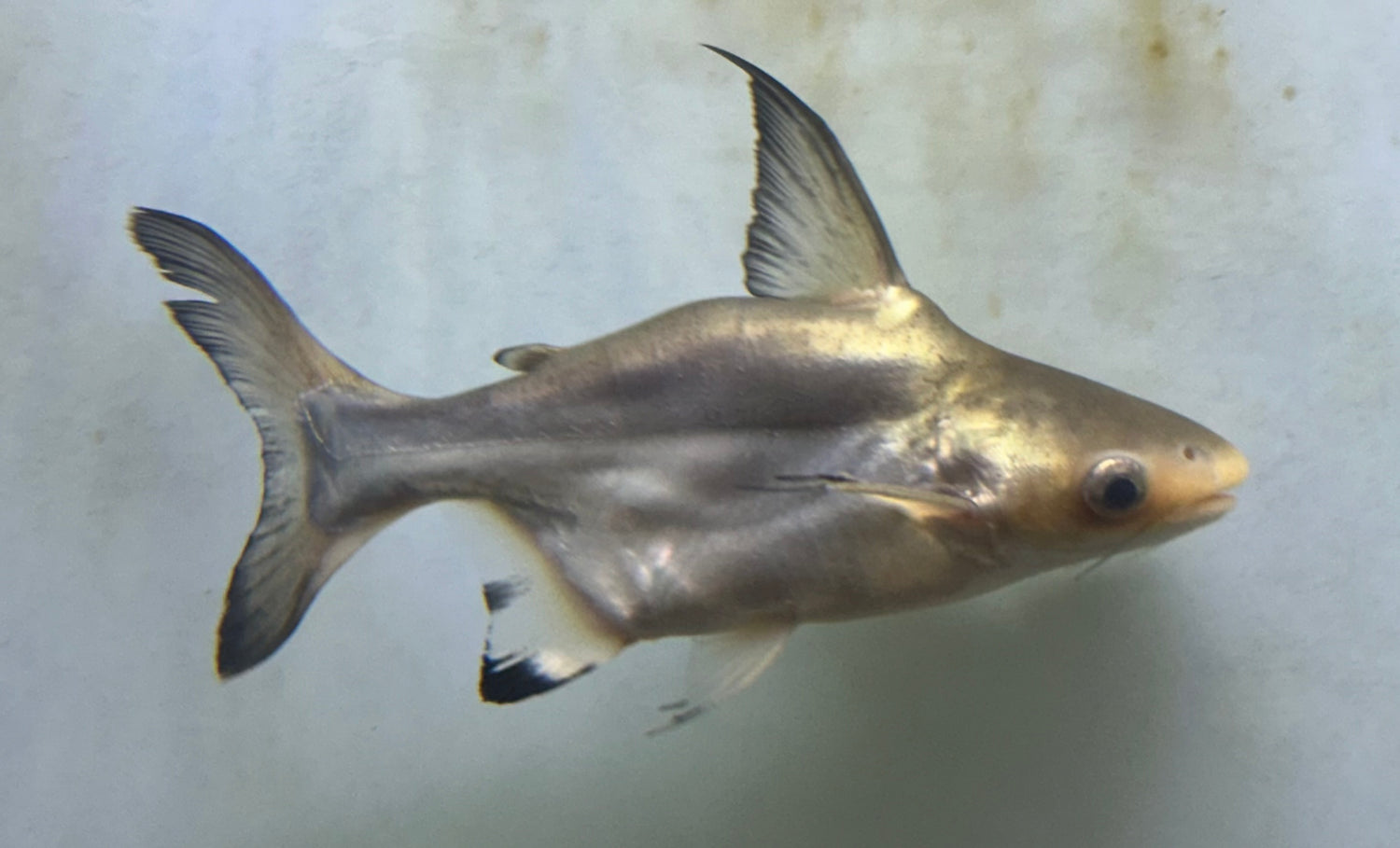 Shortbody Hifin Shark (7-8”)