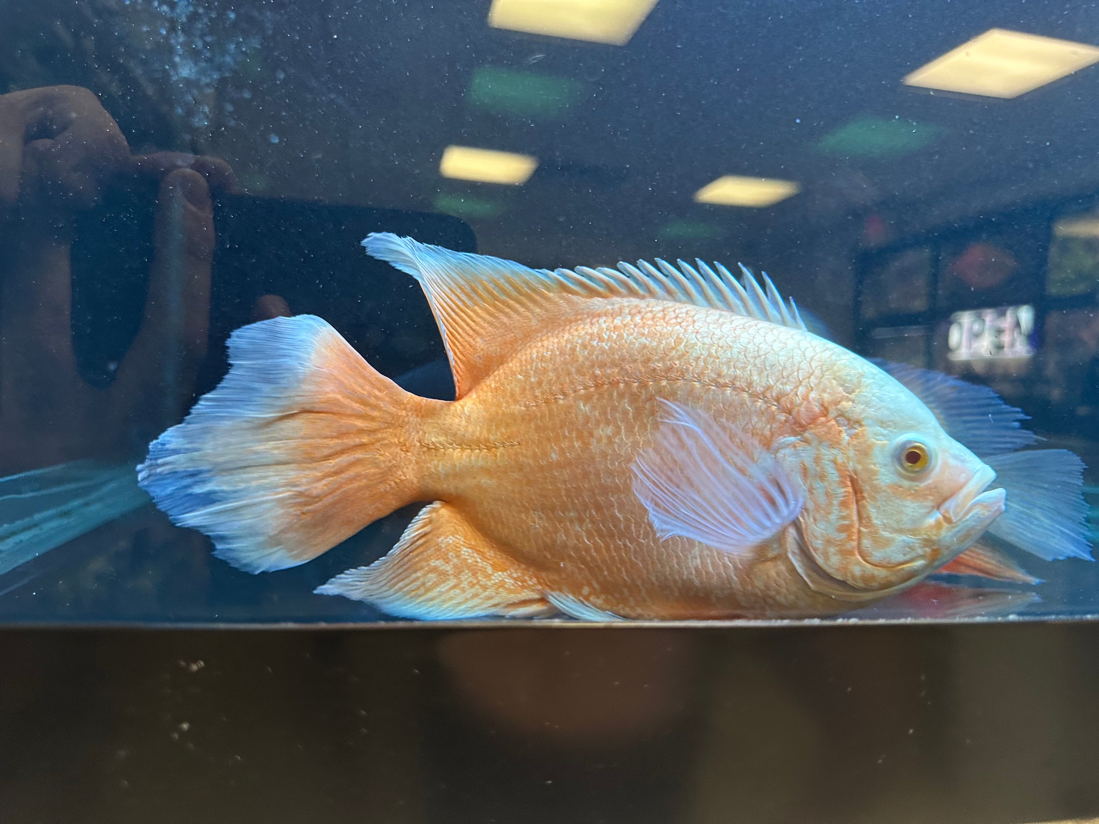 Jumbo Longfin Albino Red Oscar (8-9”)