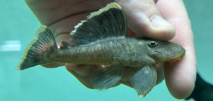 L047 Pleco de mango (3,5”)