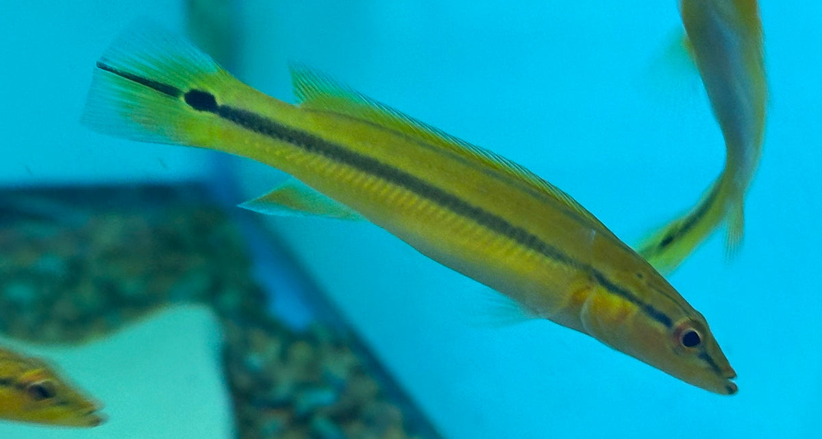 Xingu 1 Lucio (5,5-6”)