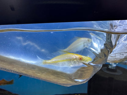 Albino Compressiceps Cichlid (2-2.5”+)