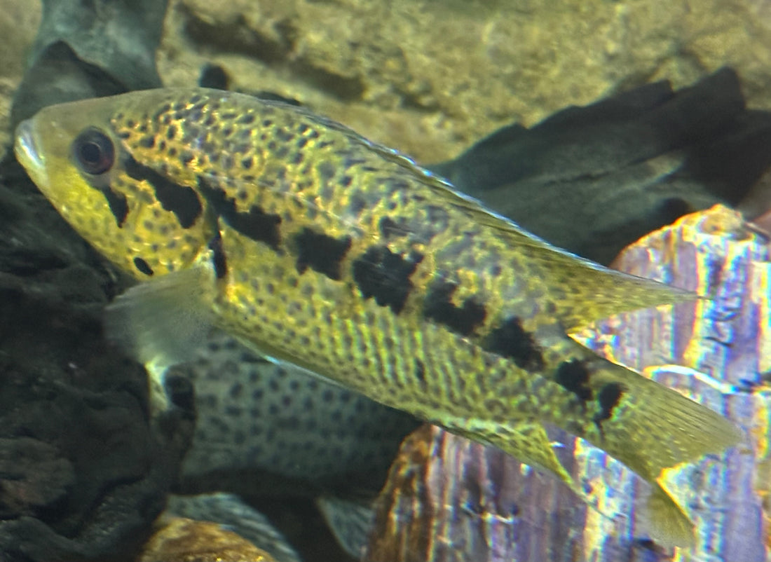 Yellow Jacket Cichlid (6-7”)